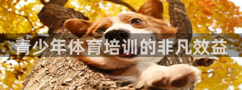 尊龙ktv怎么样：青少年体育培训的非凡效益